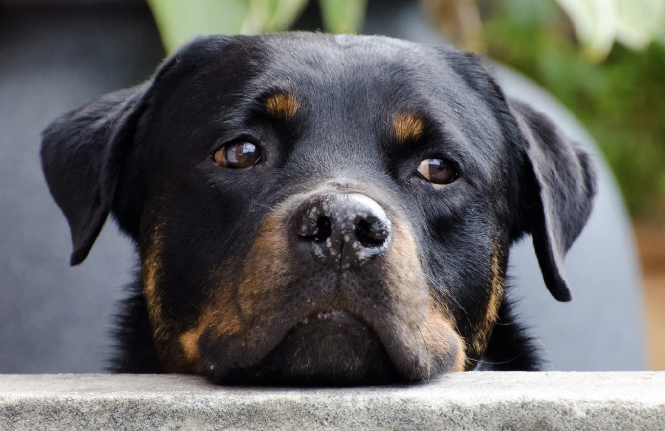 himmelen-Capture d’écran 2025-06-26 à 14.39.27