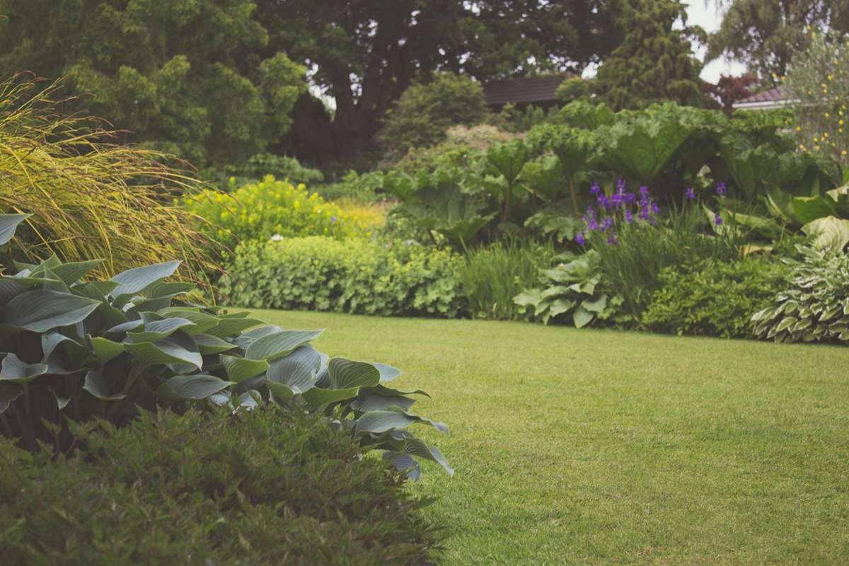 himmelen-Les meilleures plantes pour un jardin ombragé